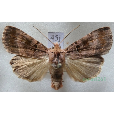 Xestia stigmatica (Hübner, 1813) Rolnica Czech45j